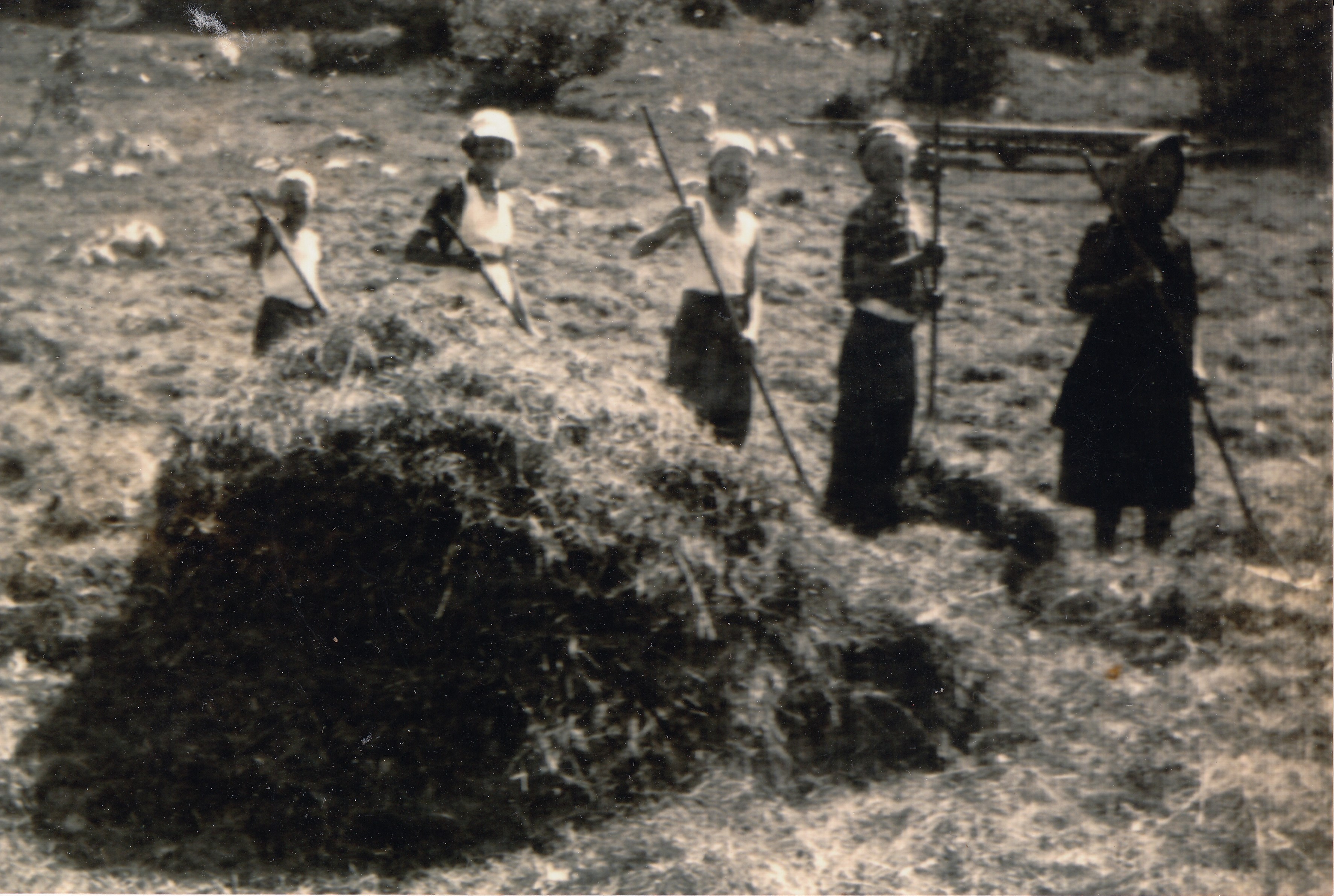 006_Jasen_kosnja_po letu 1955_Magdalena Logar